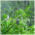 Monsoons