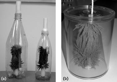 Figure 1.4: Picture shows examples of 3-d magnetic field visualizers contained in clear plastic soda bottles. Iron filings cling to a magnet suspended inside the soda bottle.