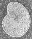 elphidium granti